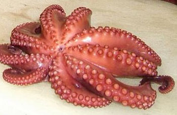 nine_tentacled_octopus